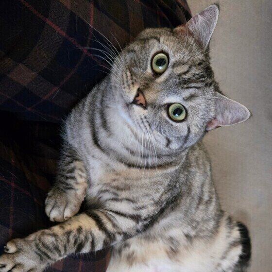 ひざに寄りかかるマンチカン