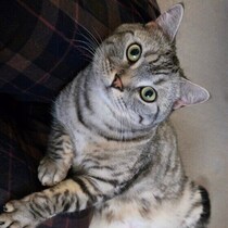 こっちを見て！かまって！猫が飼い主さんの気を引くためにする行動を調査