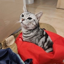 【調査】飼い主さんの帰宅後、すぐに荷物をクンクンする猫　行動からわかる心理と注意点は？｜獣医師解説
