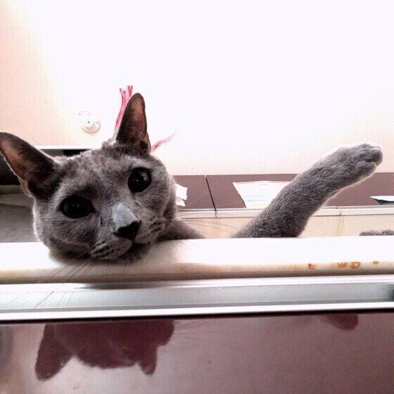 ロシアンブルーのレグルスくん