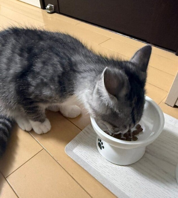 ゴハンを食べるしまくん