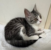 生後3カ月で迎えた“ふわふわパヤパヤ”な保護子猫　生後6カ月の今、肩乗り上手な甘えん坊に成長！