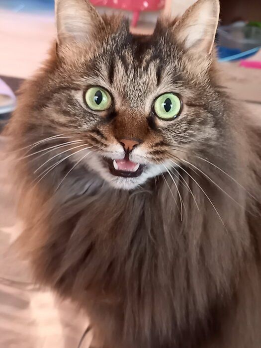 7才の猫