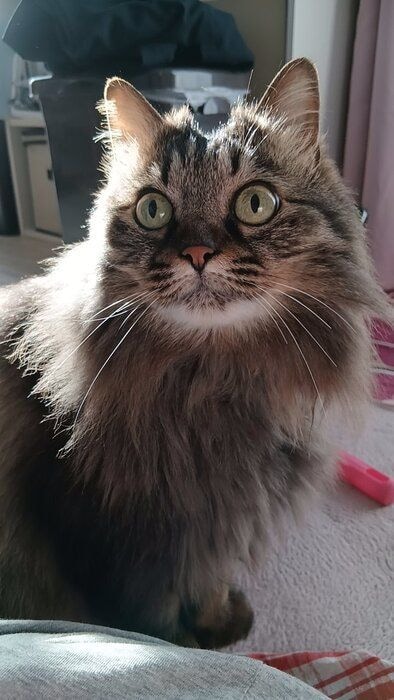 目を見開いている猫