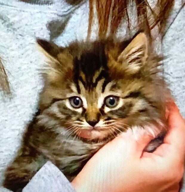 お迎え初日の子猫