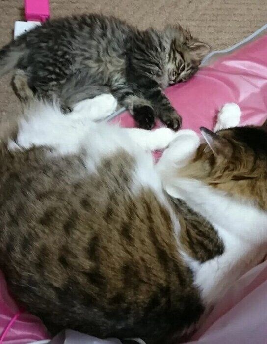 寝そべる2匹の猫