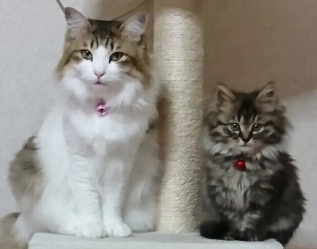 横に並んで座る子猫と先住猫