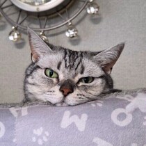 目覚めたらまず誰に会いに行く？ 愛猫が寝起きに選ぶ相手と理由を獣医師解説