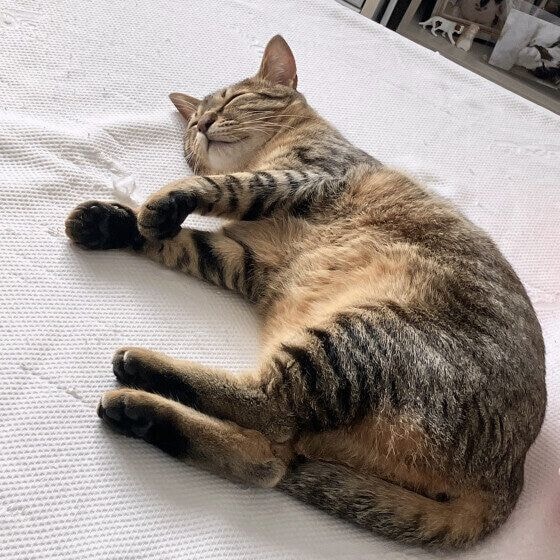 キジトラのマオくん