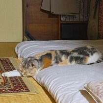 愛猫が布団を占領　猫が飼い主さんの布団でくつろぐ理由