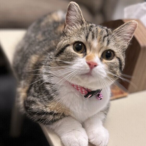 とっても早起きなマンチカンのココロちゃん