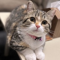 愛猫が早起きと回答した飼い主さんは7割以上！→猫はなぜ早く起きるの？ 獣医師に聞いた