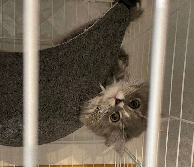 まったりするにびちゃん