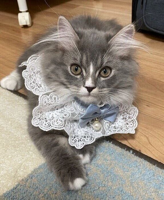 じっと見つめるにびちゃん
