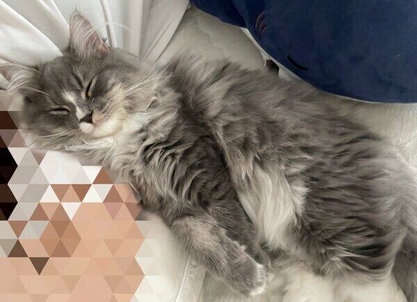 飼い主さんと添い寝をするにびちゃん