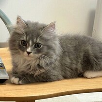 小さくておとなしかった生後3カ月の子猫→8カ月の今、体は2倍以上に！　「天才かも？」と思う一面も