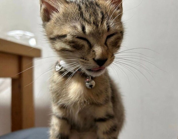 子猫時代のムーくん