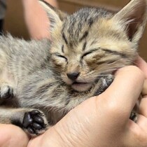 手のひらで眠る体重350gの保護子猫→2年後、“おしゃべり”で気持ちを伝えるコに成長！