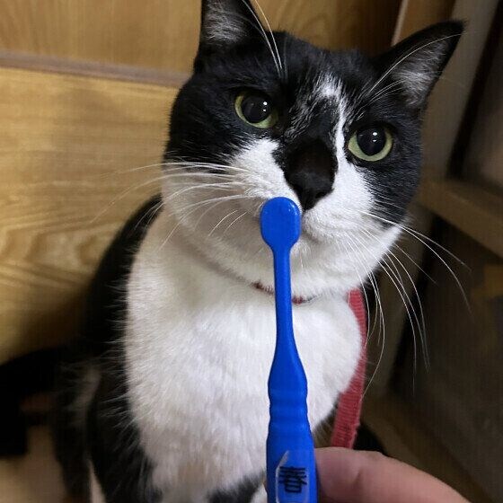 歯磨きをする日本ネコ