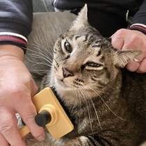 爪とぎをしていても爪切りは必要？  猫のお手入れに関する疑問にお答えします
