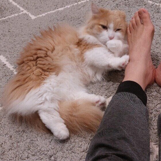 マンチカン・ロングヘア 手ペロペロ