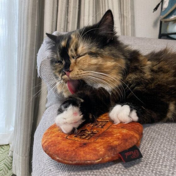 その他の猫種 手ペロペロ