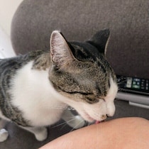 猫が手や顔をしきりになめてくるのはなぜ？　愛情だけではない意外な理由がある場合も