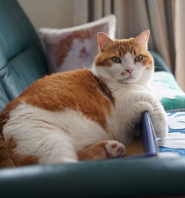 「お肉が…はみ出ています」と、飼い主さん。
