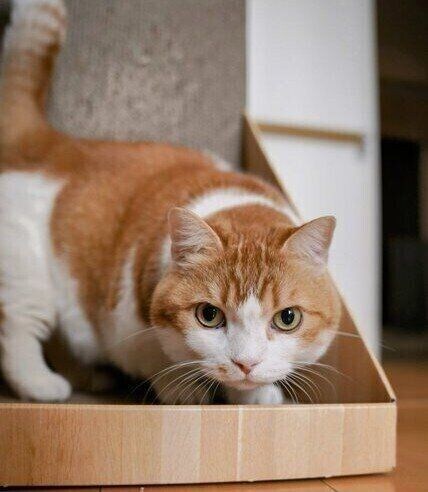飼い主さんをじっと見つめる、Decoくん。