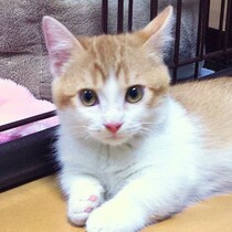 片手でヒョイと持てた生後3カ月の子猫→11才の今、貫禄たっぷりな“ポテポテフォルム”に成長