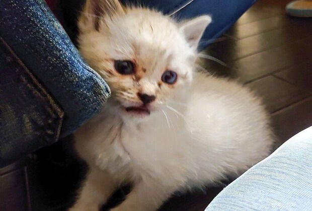 保護したばかりのころのひめちゃん