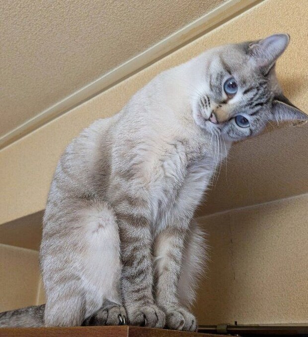首をかしげるひめちゃん