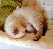 “ミャーミャー”と鳴いていた生後推定3週齢の保護子猫→5年後、元気な“ツンデレ”猫に成長
