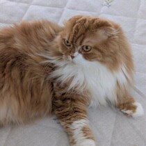 帰宅したのにそっけない…猫の「帰宅後の態度」は不満のあらわれ？　考えられる理由を獣医師に聞いた