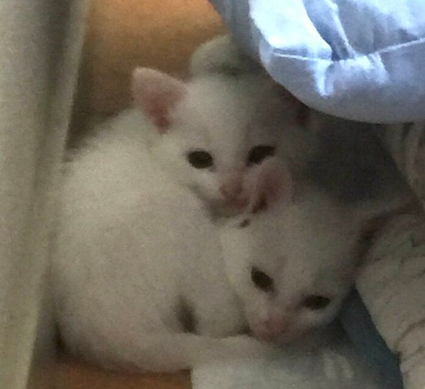 お迎え初日の2匹