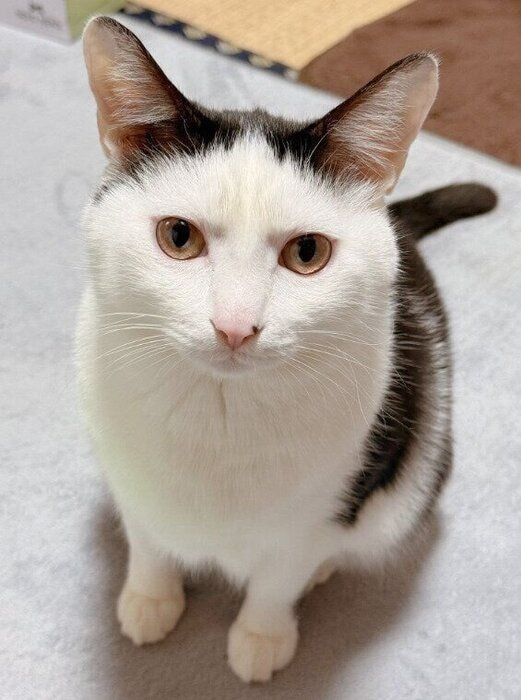 座ってじっと見つめる猫