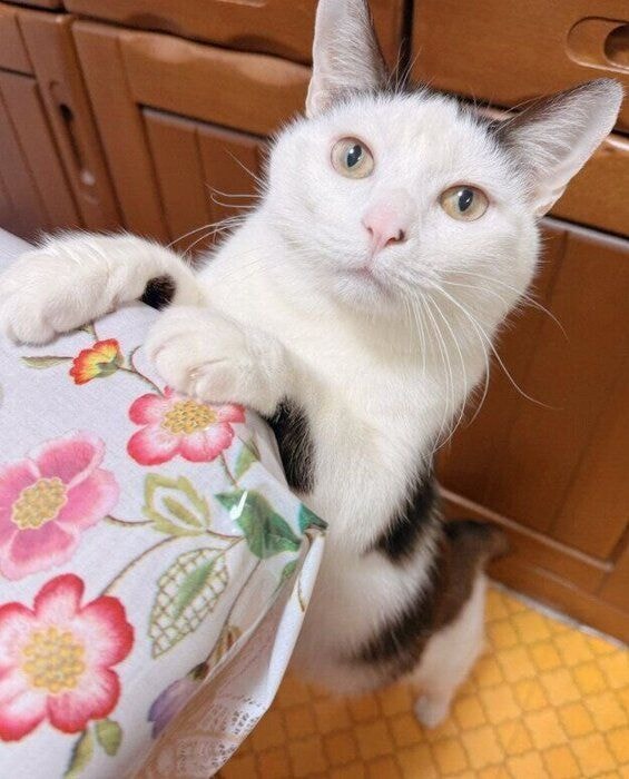 テーブルに前足をかける猫