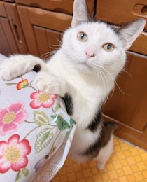 多頭飼育崩壊の現場から保護された猫をお迎えして4年　まんまるな目で構ってほしそうにアピールする姿が健気で愛おしい！