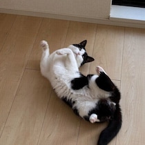 帰宅すると猫が出迎えてくれるのはなぜ？ 猫の気持ちのスペシャリストに聞きました