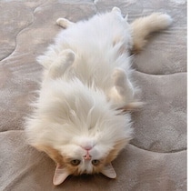【調査】愛猫はゴキゲンなときどんな様子？　猫の「ゴキゲンサイン」を獣医師が解説