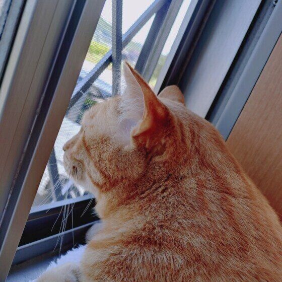 MIX 茶トラ 窓辺の一枚