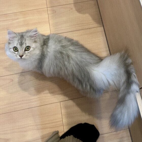 ミヌエット ごはん待ち
