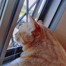 外出の準備をすると猫が気づくのはなぜ？　飼い主さんの外出を察知する理由を獣医師に聞いた