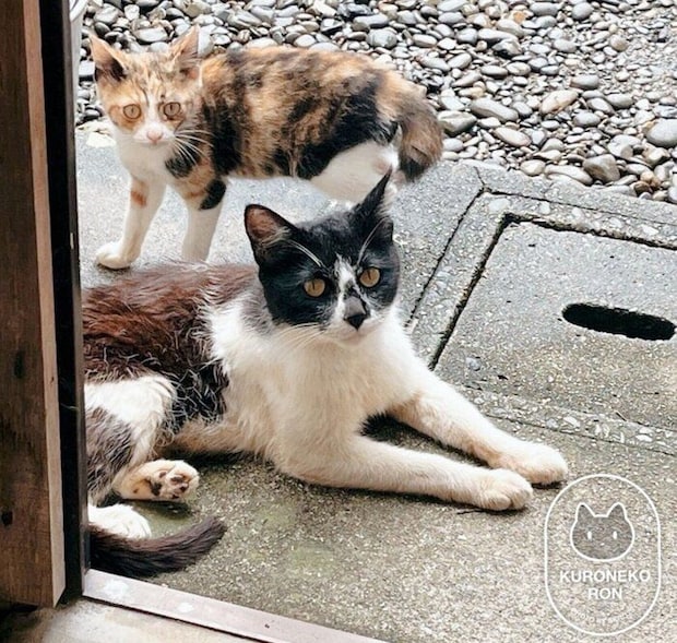 野良猫時代のまめさん、みたらしちゃん