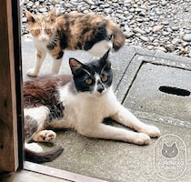 キリッとした表情で子猫と雨宿りしていた野良の母猫→保護から3年、ふんわりした表情の甘えん坊に
