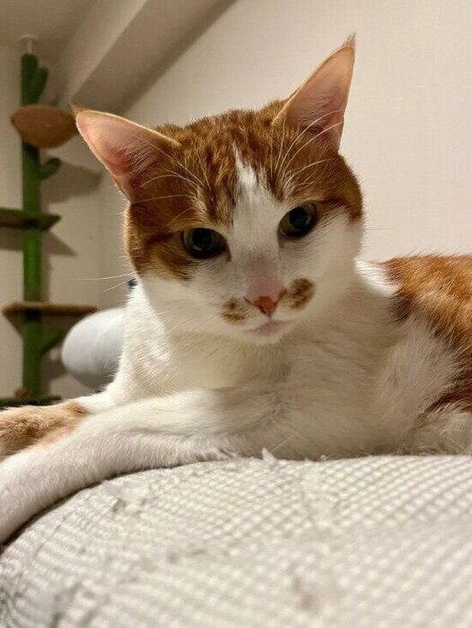 飼い主さんを見つめる猫