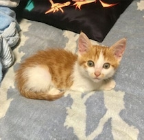 道端でうずくまっていたところを保護された子猫→「可愛い可愛い」と言われながら成長し、7才の今は「ホワホワな巨大猫」に！