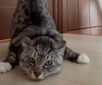 おしりを高く上げて“なでられ待ち”する猫　ユニークなポーズからわかる心理とは？｜獣医師解説
