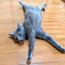 猫も「夏バテ」や「熱中症」に!?　どんな違いがあるの？獣医師に聞いた