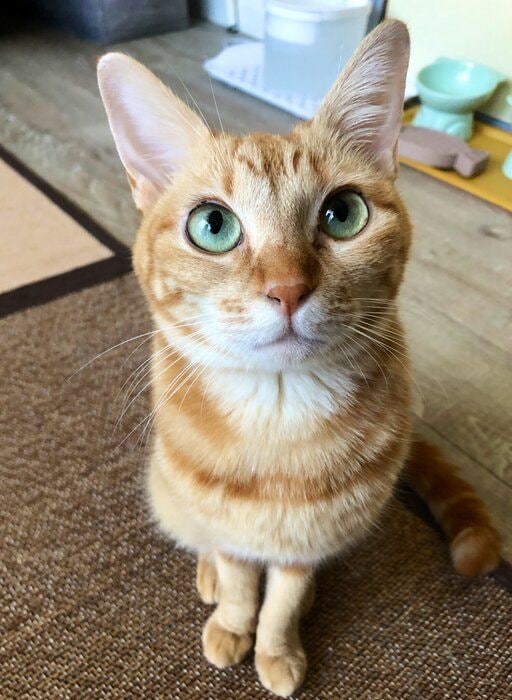 見上げる猫